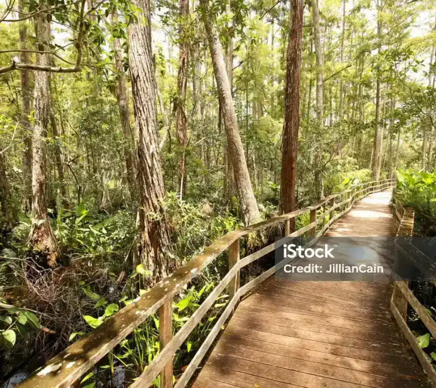 boardwalk